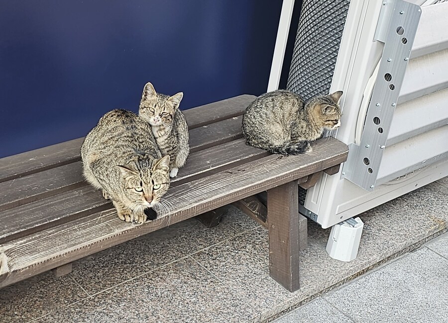 길가다 냥이 찍_2.jpg