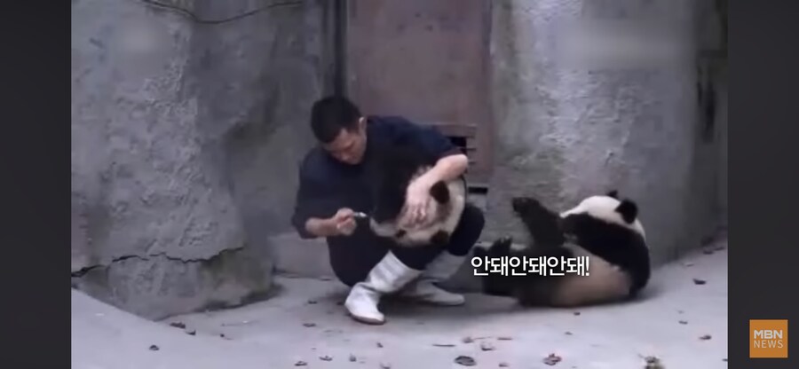 판다 약먹이기_2.png