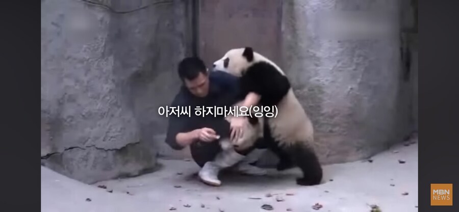 판다 약먹이기_3.png
