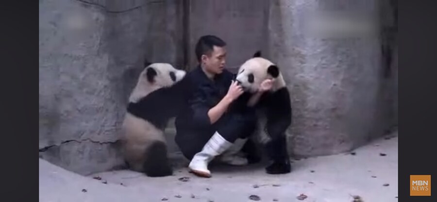 판다 약먹이기_6.png