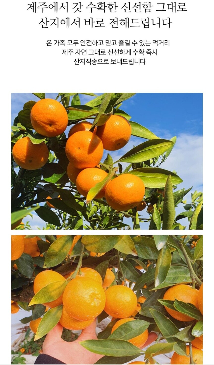 [네이버] 제주 레드향 특가 22900원_3.jpg