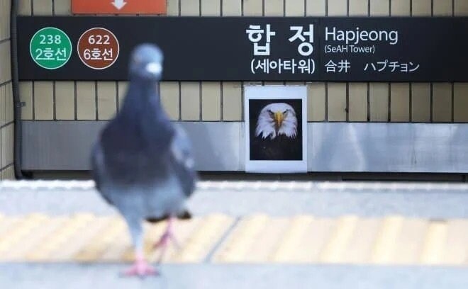 합정역 독수리 사진 근황.jpg_4.jpg