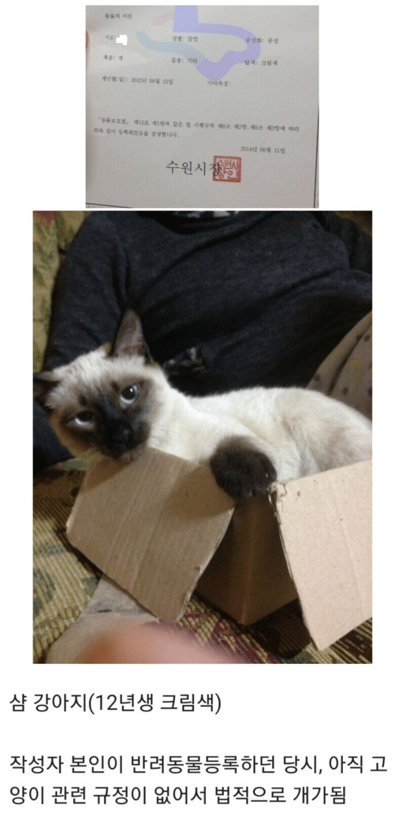 정보) 샴 고양이라는 품종은 없습니다_1.png