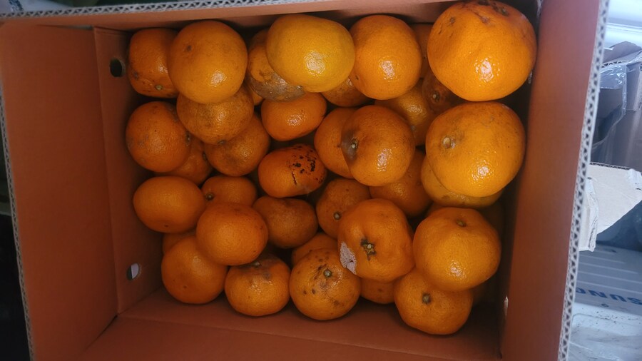 쿠팡에서 귤샀는데 ㅈㄴ어이없네_1.jpg