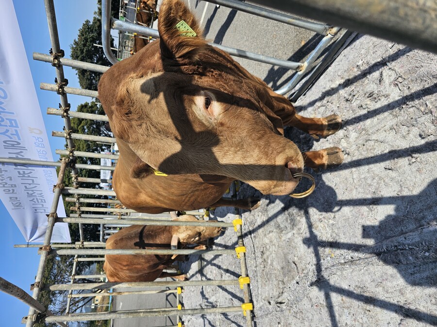 송아지나 소 사진 올릴때 유의해야하는 점_1.jpg