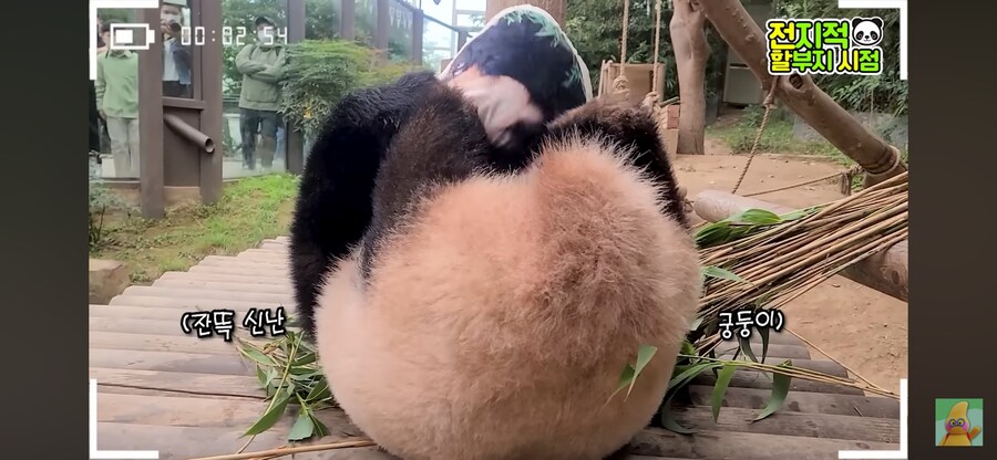 푸바오 쿠션이 마음에 든 푸바오_2.jpg