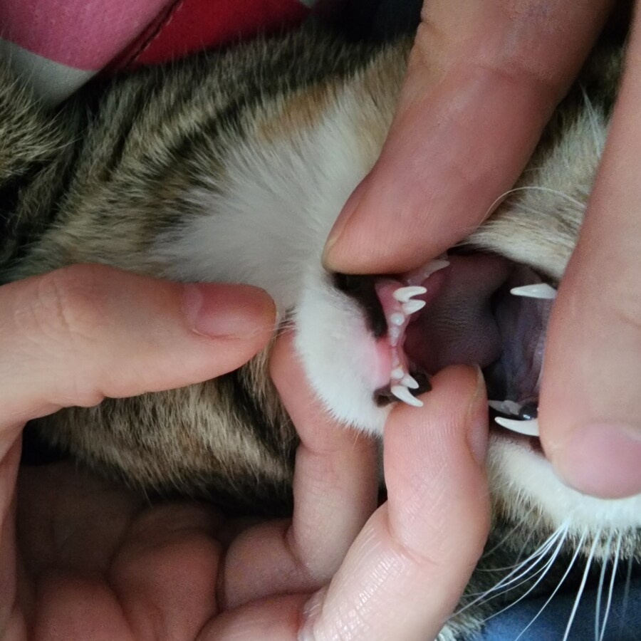 고양이 유치가안빠졌네?_1.jpg