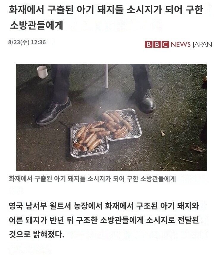 화재에서 구출 된 아기 돼지들 소시지가 되어 소방관들에게... JPG_1.png