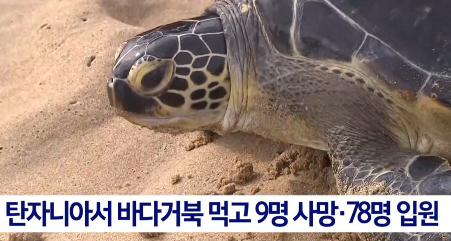 바다 거북이 고기 함부로 먹으면 안되는 이유jpg