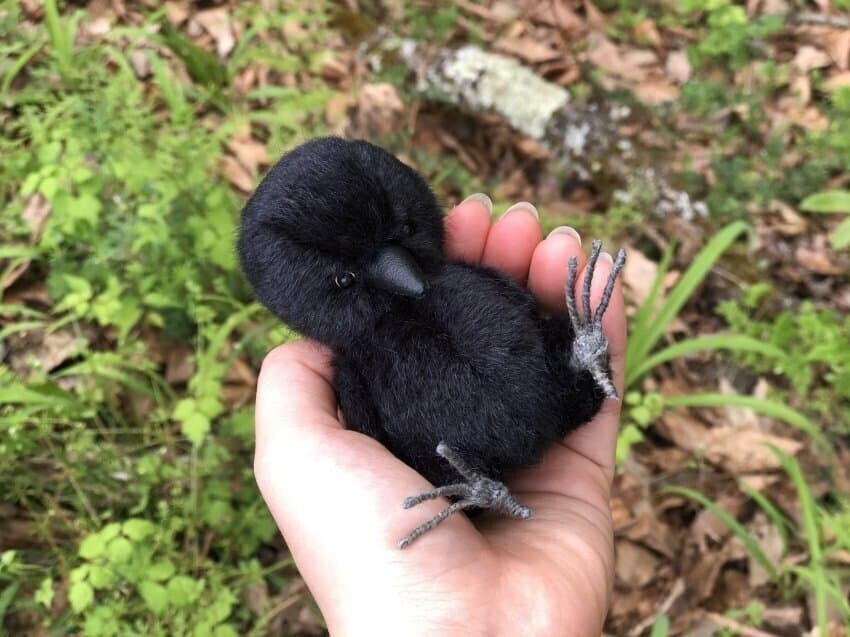 아기 까마귀의 모습_2.jpg