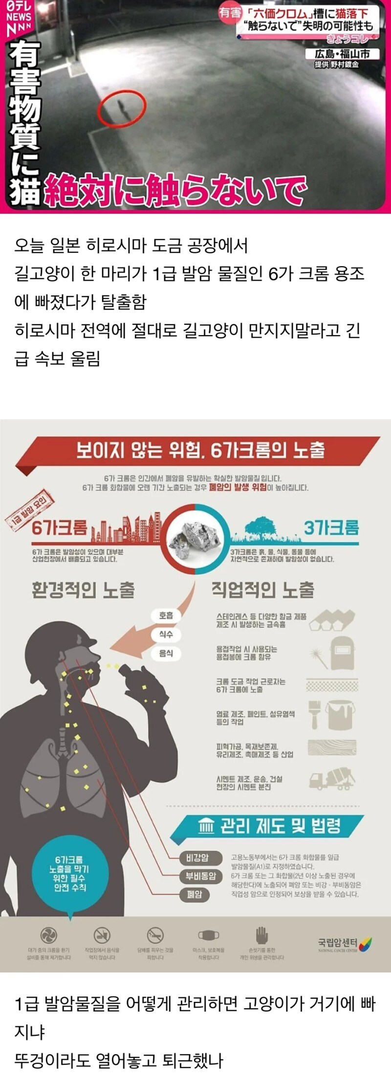 일본 히로시마에 역병 고양이 출현_1.jpg