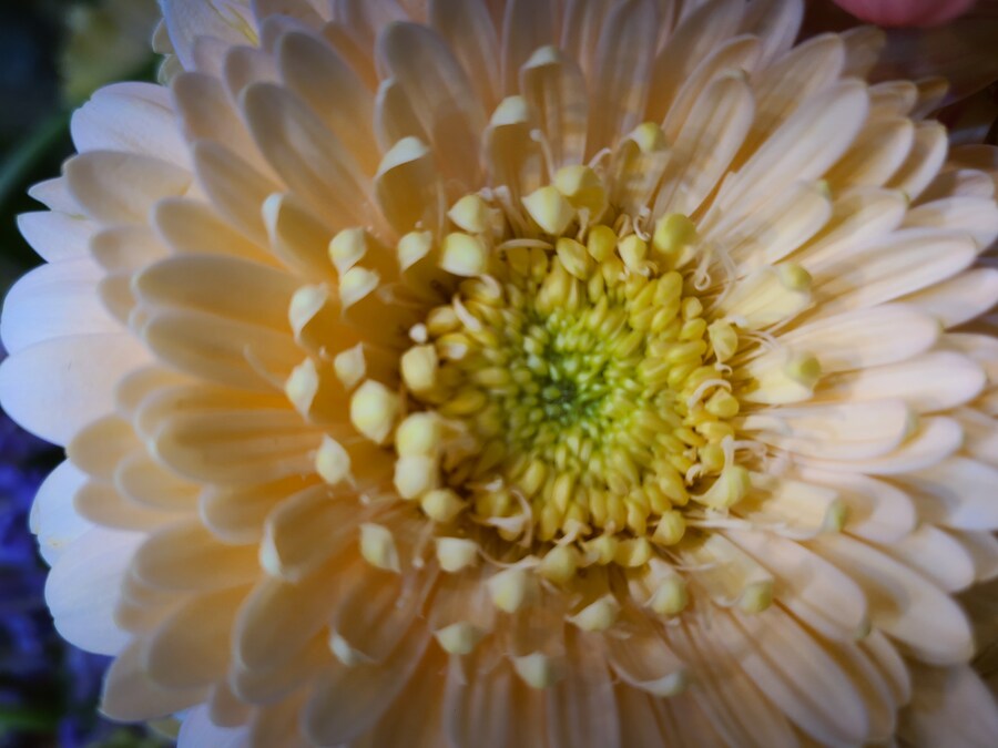 보라색 장미_2.jpg