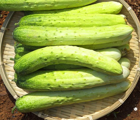 [네이버]오이 3kg 15,900 / 무배_1.png