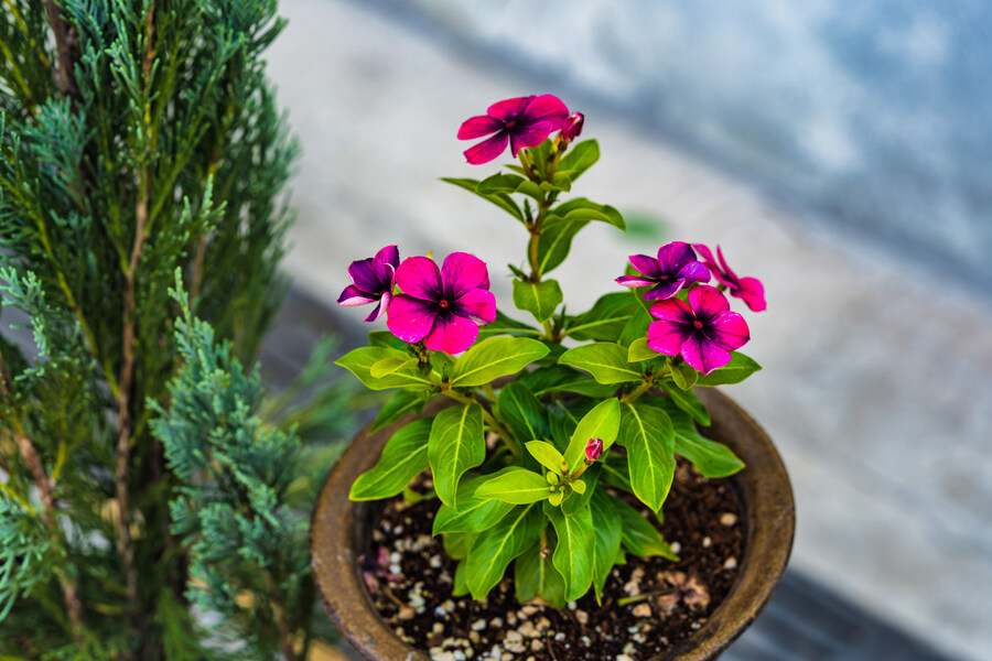 찍었던 꽃 사진 오랫만에 올려봅니다._9.jpg