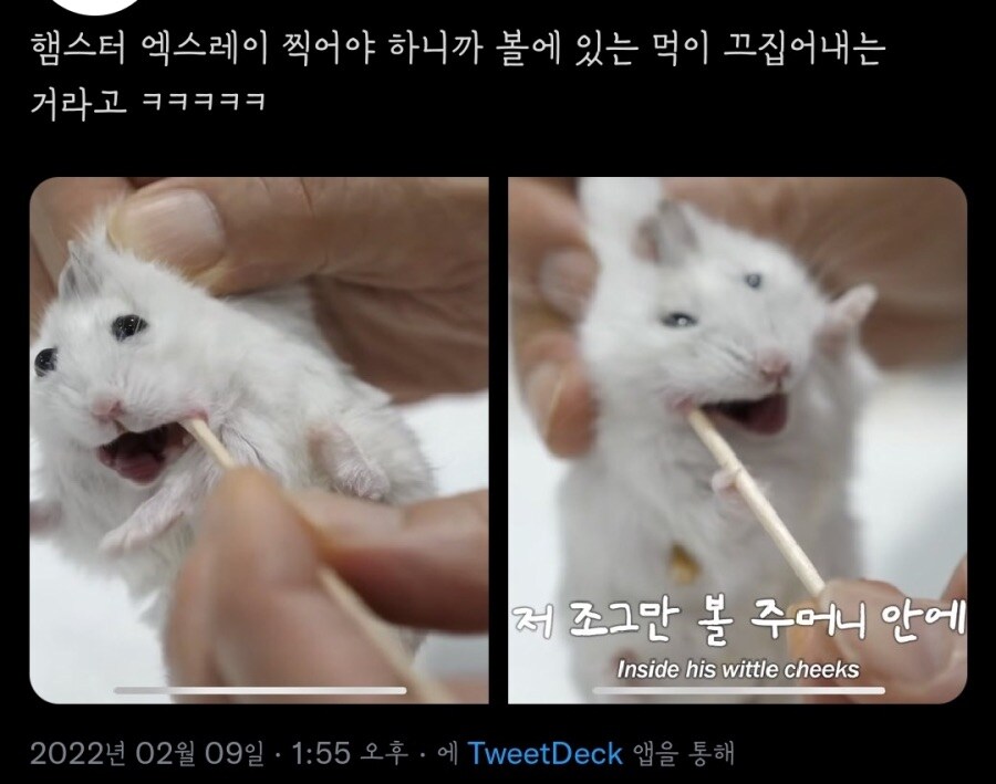 동물농장) 쪼꼬미 동물병원 시리즈는 햄찌가 미쳤음_2.jpg