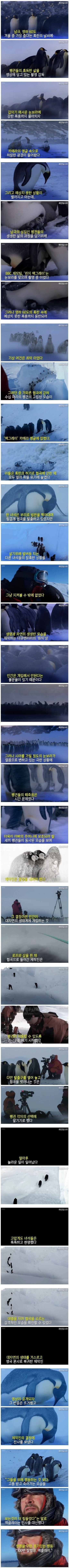 펭귄을 위해 다큐멘터리 불문율을 깬 감독.jpg_1.jpg