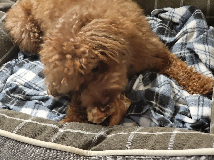 에라이 멍멍이 사진 투척_4.jpg