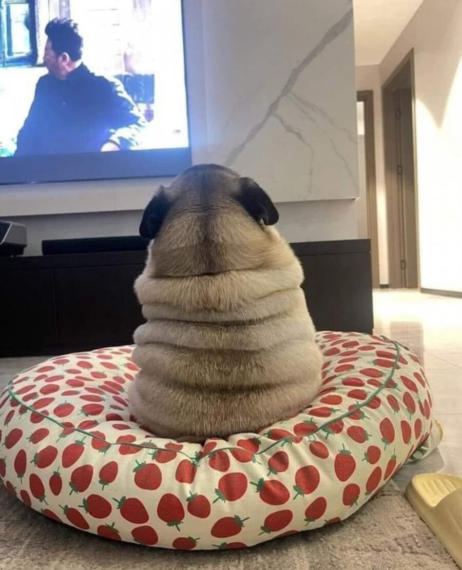 우리집 강아지의 정체_1.jpg