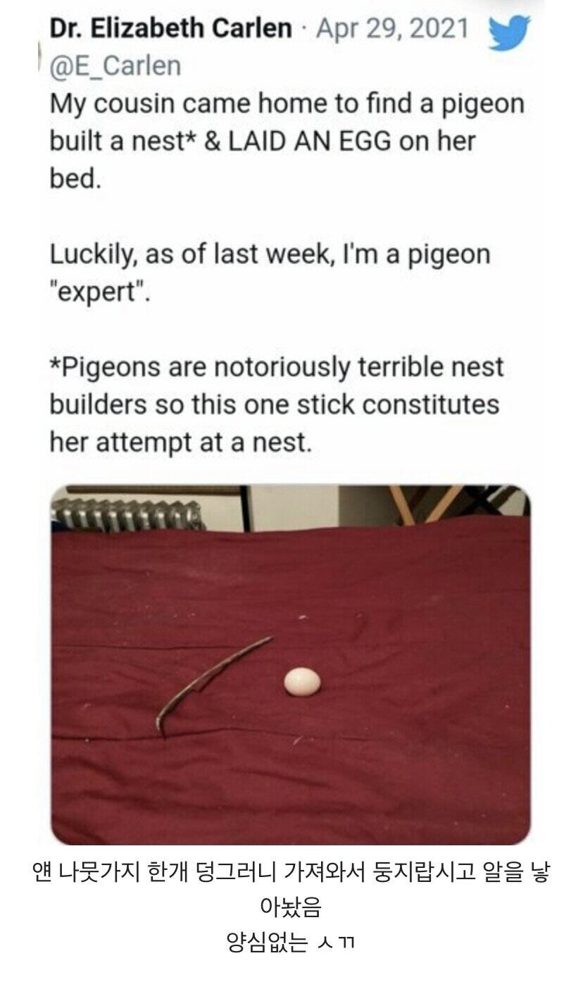 둥지 대충 짓는걸로 유명한 비둘기_2.jpg