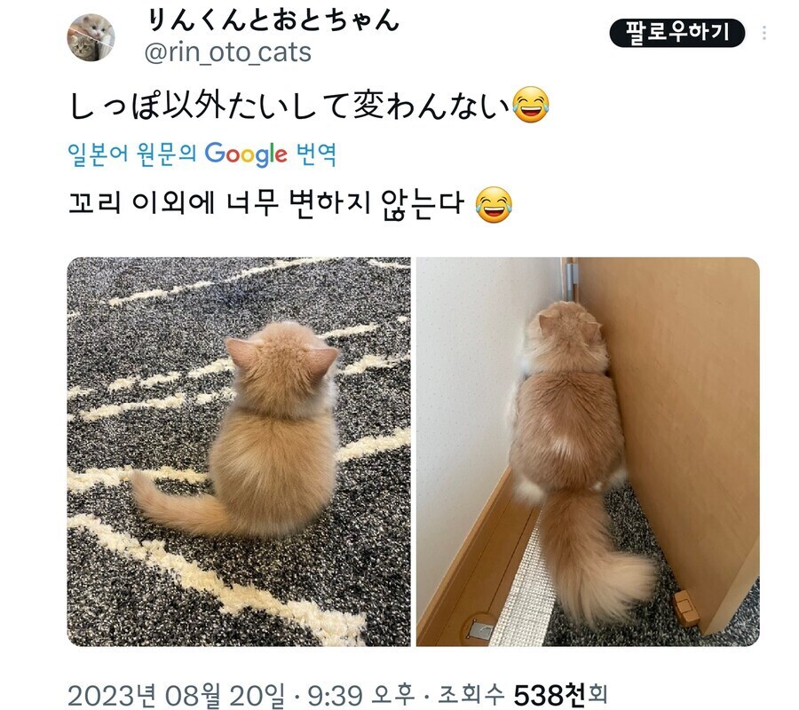 꼬리만 성장한 고양이_1.jpg