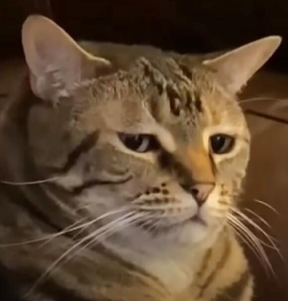 반려동물 키우는 사람이 의외로 안해본 거_2.jpg