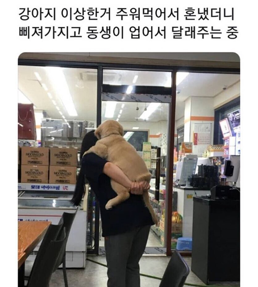 삐진 강아지를 달래는 방법.jpg_1.jpg