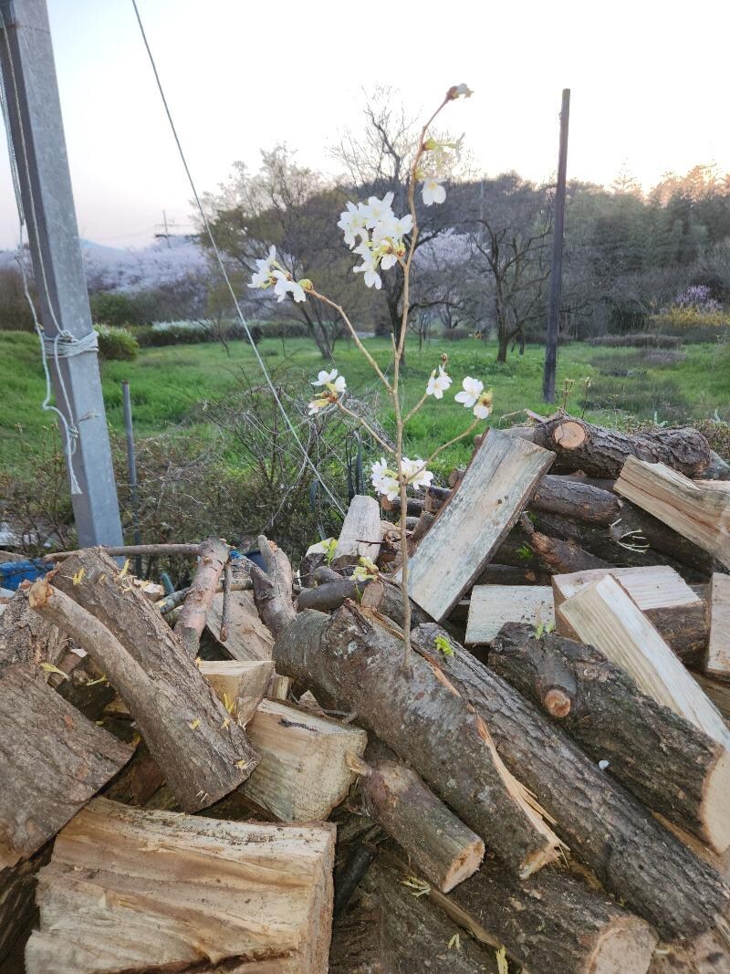 보배인이 가져온 땔감에서 핀 꽃.JPG_2.jpg