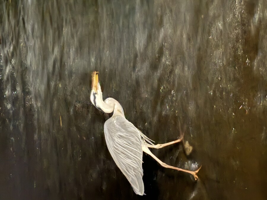 카리스마 대빵 큰 오리_2.jpg