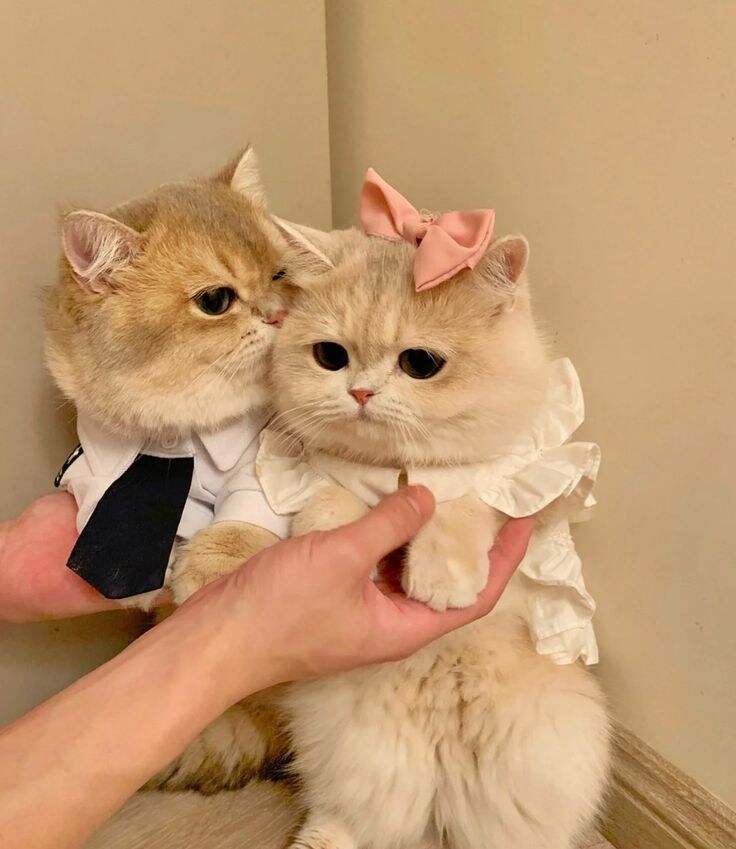 고양이귀찮게 옷은 왜 입히나 했.jpg_3.jpg