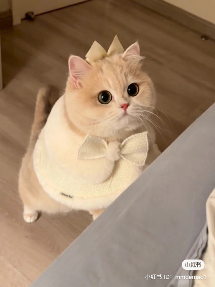 고양이귀찮게 옷은 왜 입히나 했.jpg_10.jpg