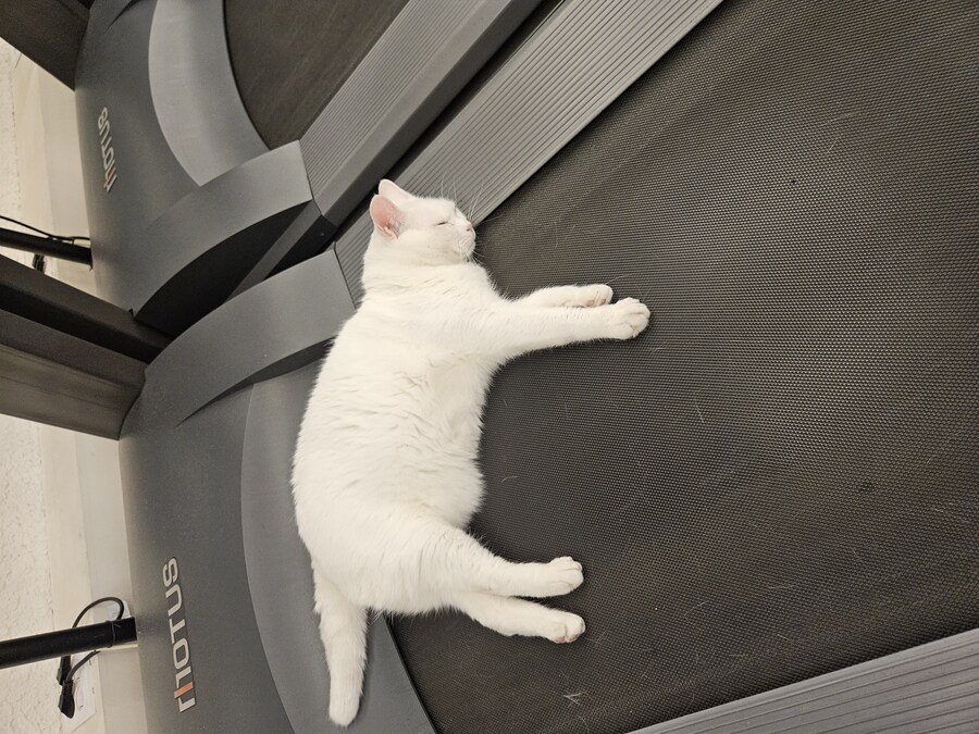 고양이) 운동해야하는데 고양이쉐리가 올라옴_7.jpg