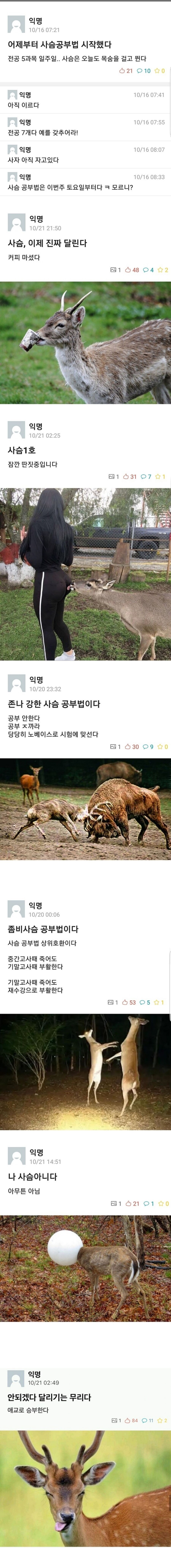 사슴 공부법.jpg_1.jpg