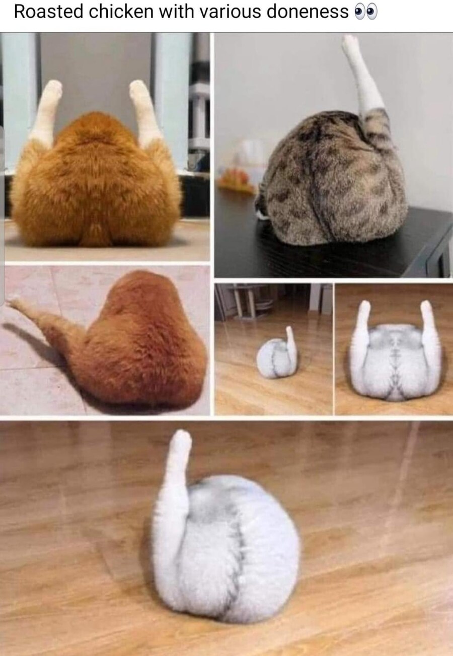 통닭이 된 고양이들.jpg_1.jpg