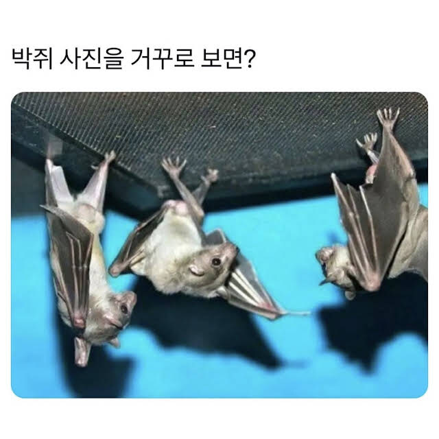 박쥐 사진을 거꾸로 보면?.jpg_1.jpg