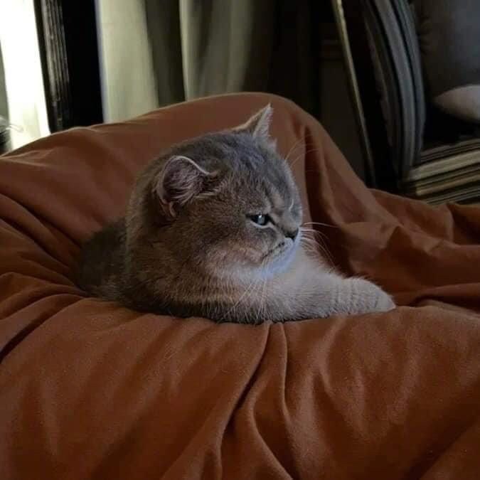 화난 뚱냥이.jpg_2.jpg