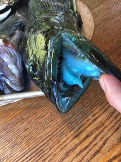 살푸른 생선.jpg_2.jpg