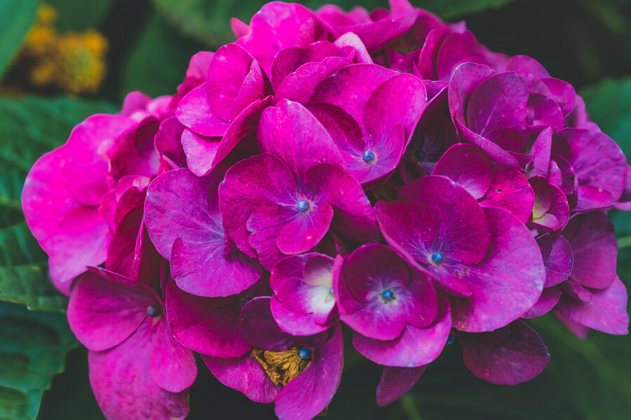 꽃 사진 올립니다._2.jpg