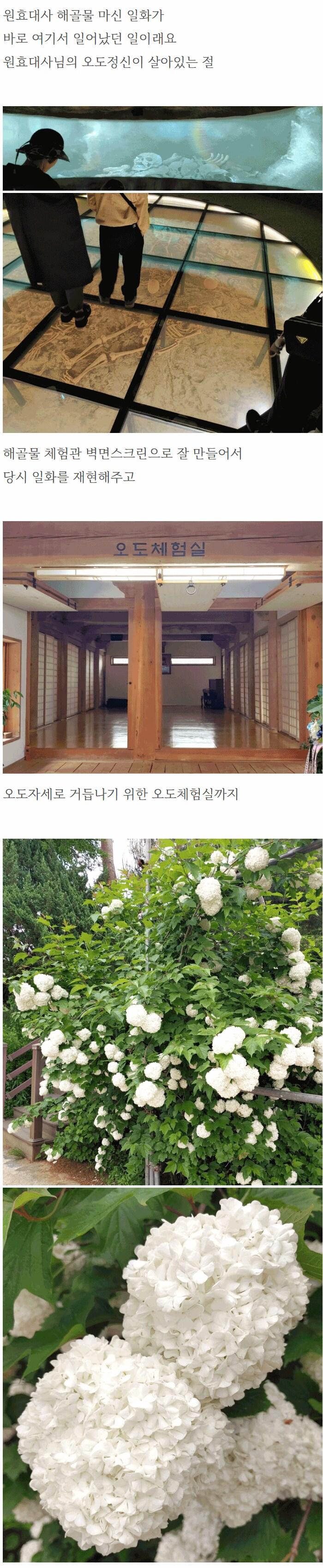 석가탄신일에 절에 가서 비빔밥 얻어 먹은 사람.jpg_3.png