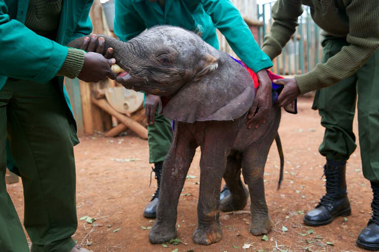 아프지마 도토 도토 잠보 근황_1.jpg
