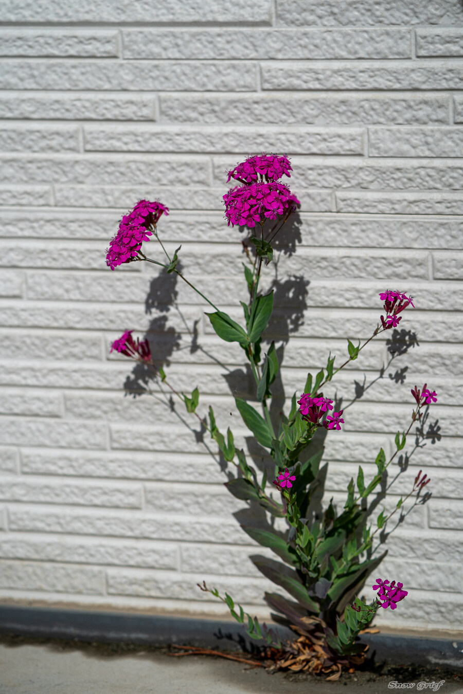 1박2일 선유도 다녀왔습니다_93.jpg