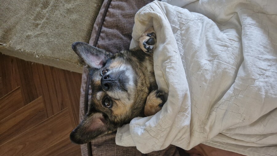 강아지)자랑이야? 질 수 없지_1.jpg