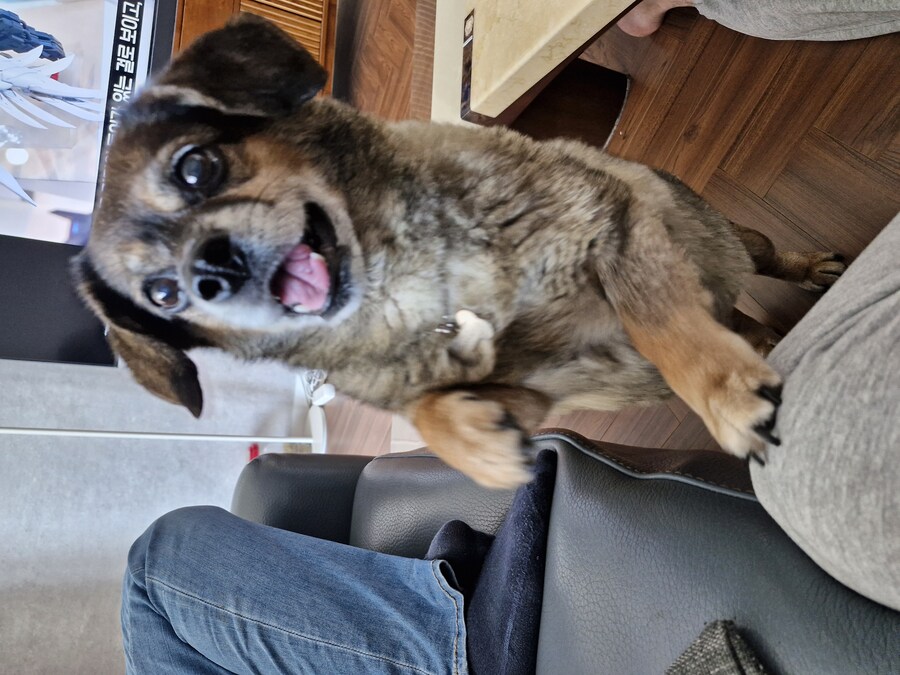 강아지)자랑이야? 질 수 없지_4.jpg