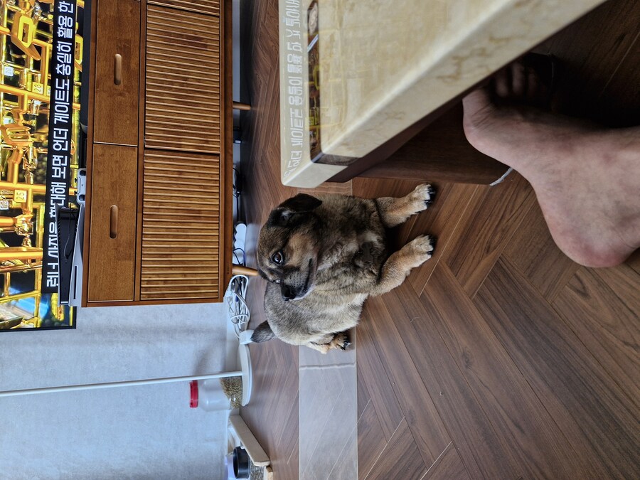 강아지)자랑이야? 질 수 없지_7.jpg