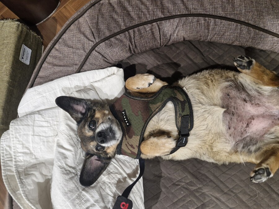 강아지)자랑이야? 질 수 없지_10.jpg