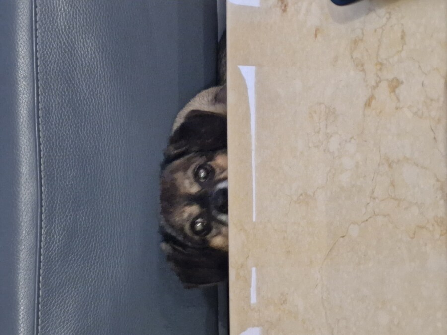 강아지)자랑이야? 질 수 없지_14.jpg