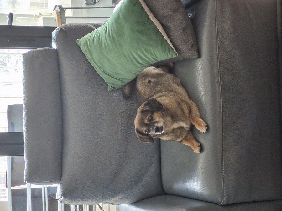 강아지)자랑이야? 질 수 없지_15.jpg