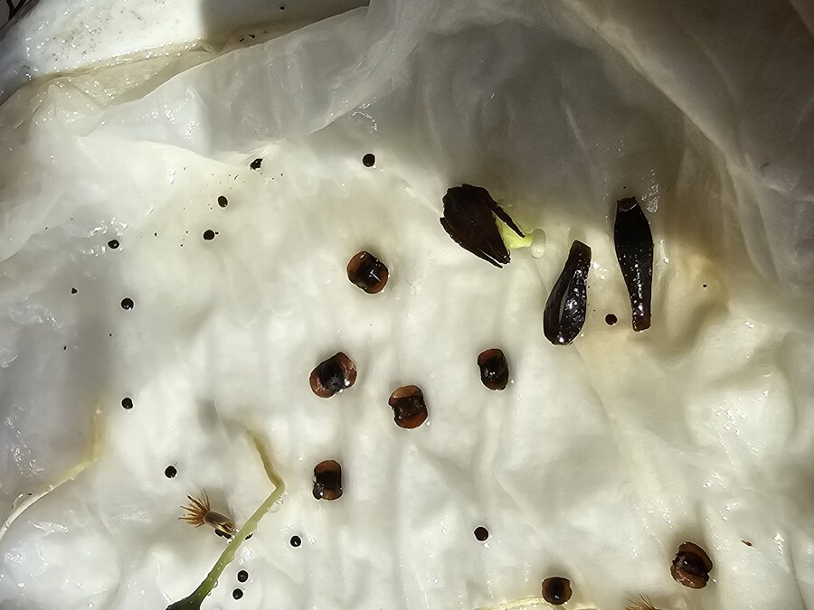 이거 무슨 식물 씨앗인가요?_2.jpg