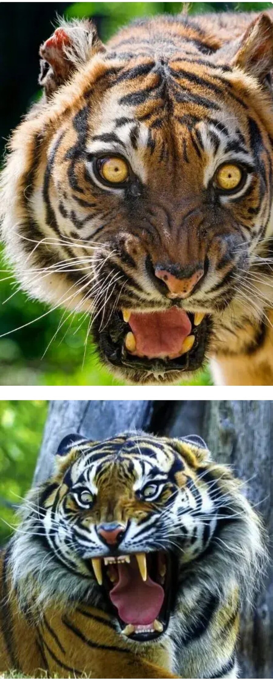 호랑이가 찐텐으로 분노했을때 표정 (약혐)_1.jpg