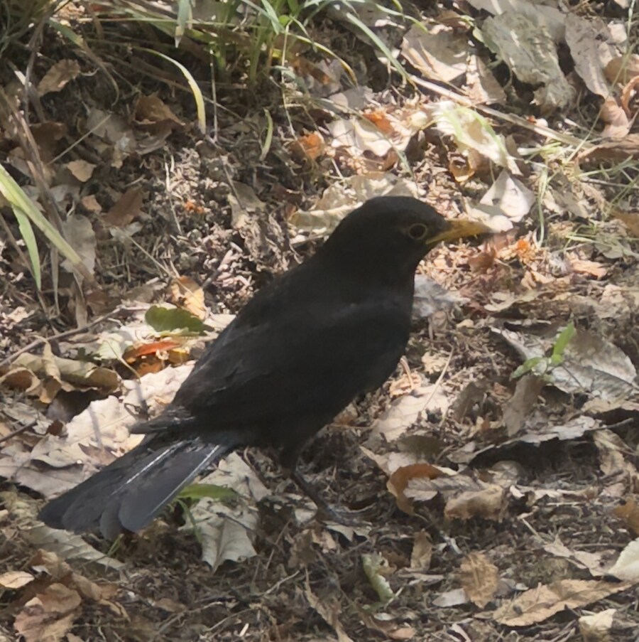 (새) 길에서 새 찍음.JPG_1.jpg