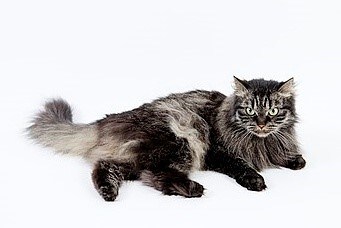 정보]각 지역별 나라별 토종 고양이 특성 및 외헝_7.jpg